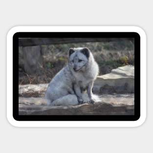 Arctic Fox Sticker